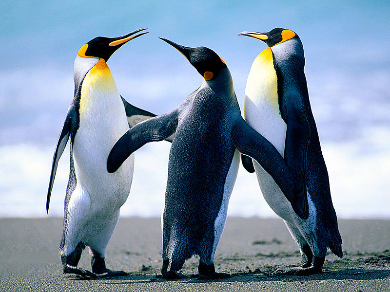 Datei:Penguins.jpg